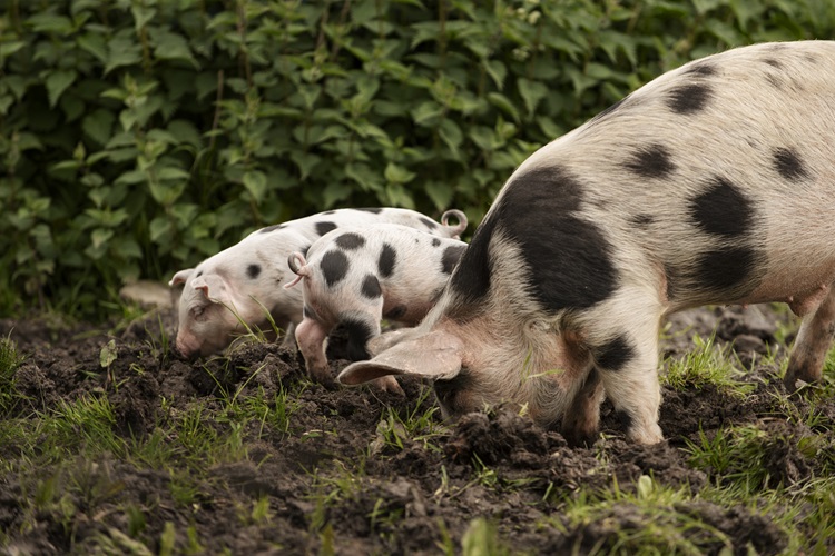 Weide varkens zijn andere varkens